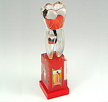 TOOTH MODEL M-TAPE HL-60005, Hanil