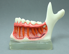 TOOTH MODEL N-TAPE HL-60001, Hanil