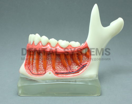 TOOTH MODEL N-TAPE HL-60001, Hanil