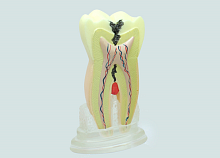 TOOTH MODEL H-TAPE HL-60009, Hanil