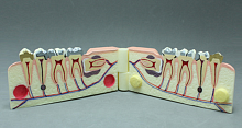 TOOTH MODE V-TYPE HL-60037, Hanil